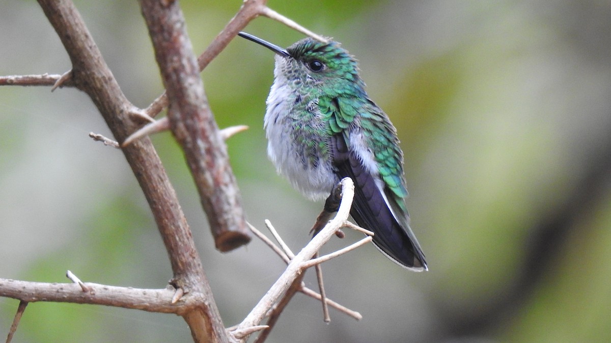 White-tailed Emerald - ML579093391