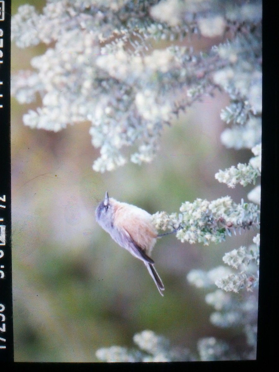 Gray-backed Tachuri - ML57909401