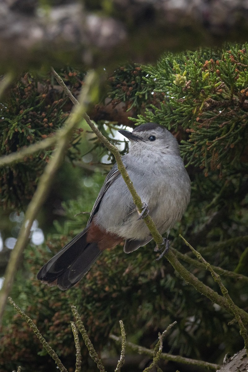 Gray Catbird - Atlee Hargis