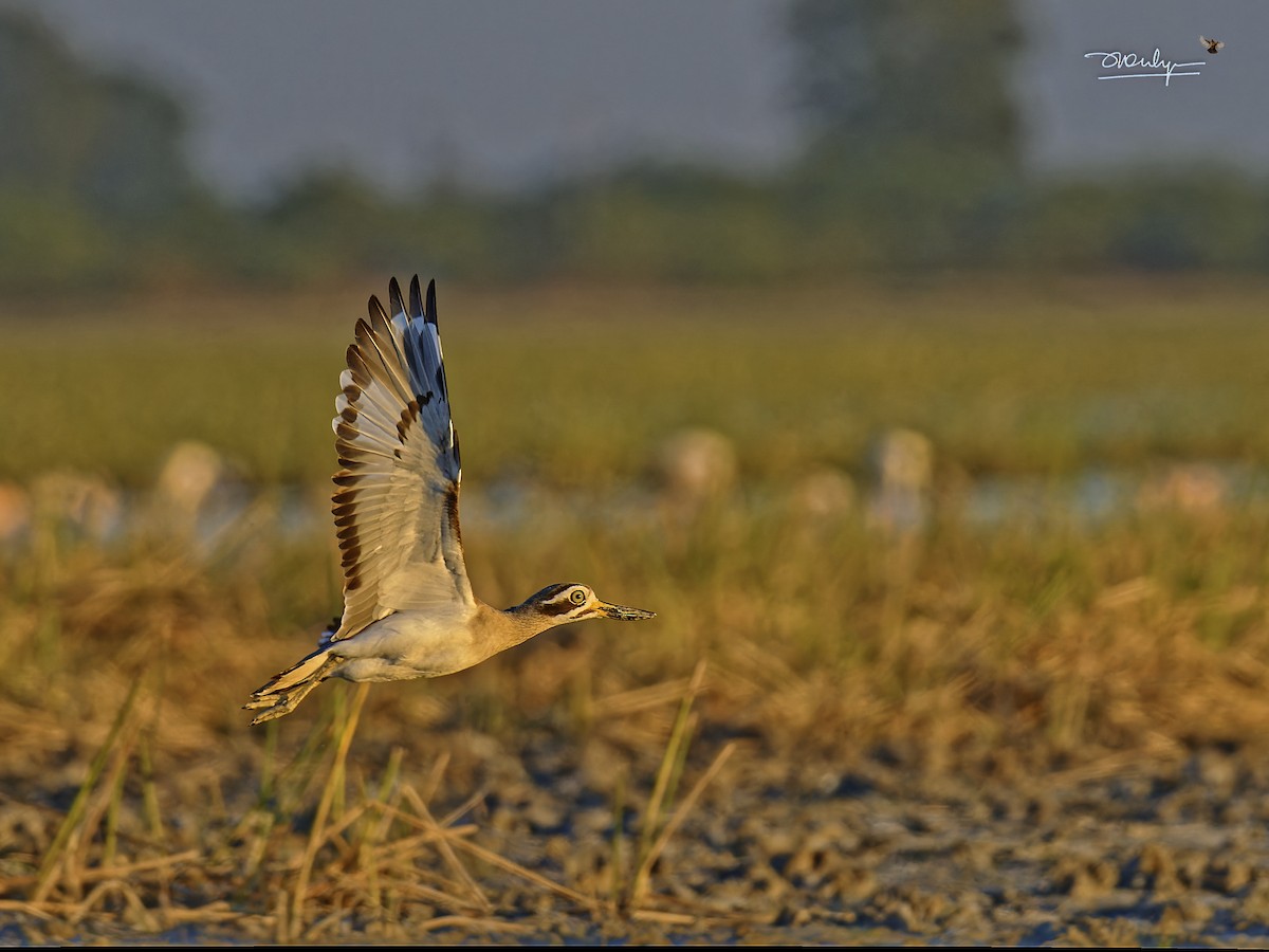 Great Thick-knee - Rajesh Mahajan