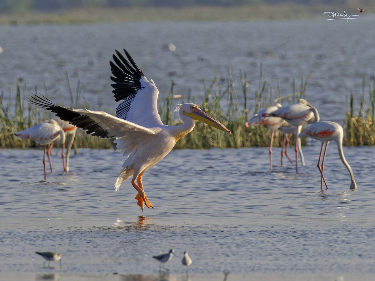 Great White Pelican - ML579096921