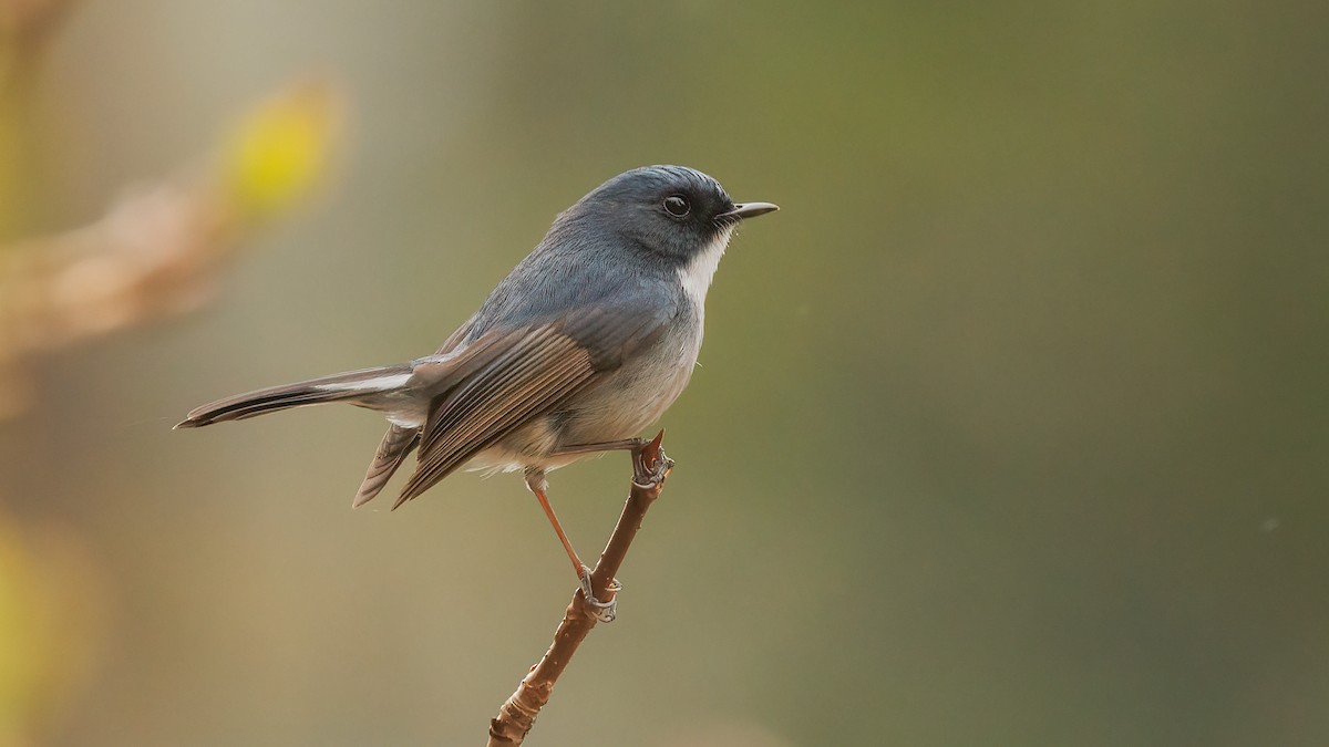 Slaty-blue Flycatcher - ML579097741