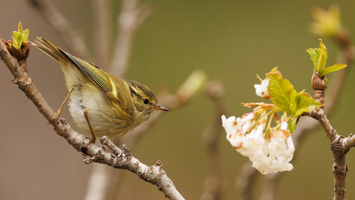 Lemon-rumped Warbler - ML579097851