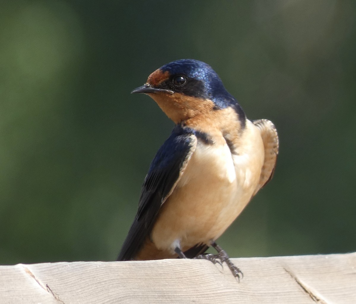 Barn Swallow - ML579098691