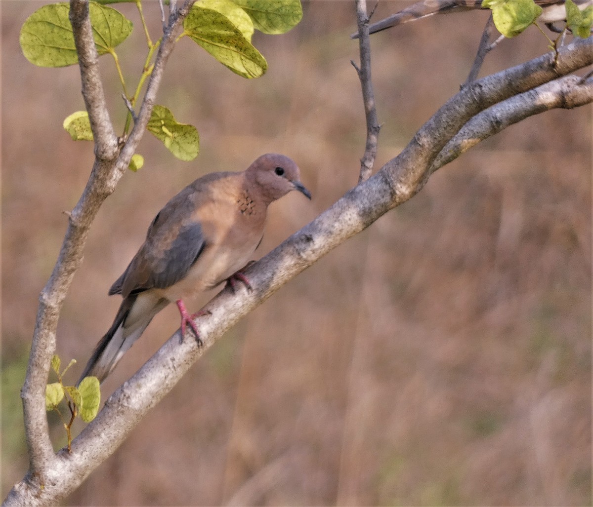 Laughing Dove - ML579099781