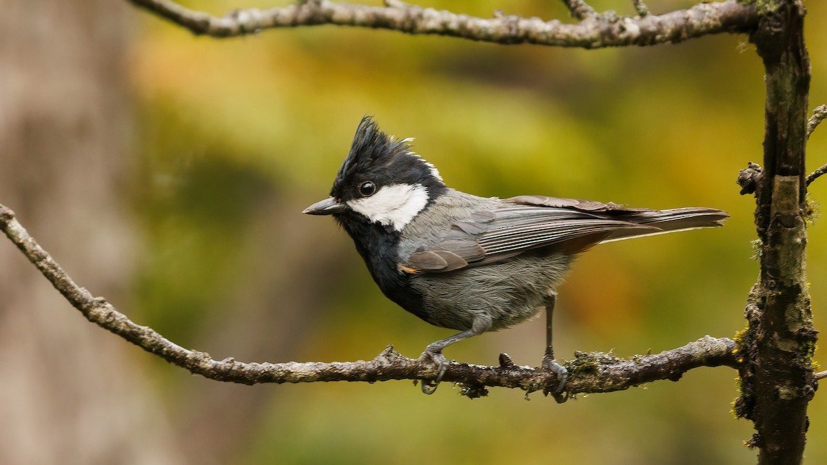 Rufous-naped Tit - ML579099991