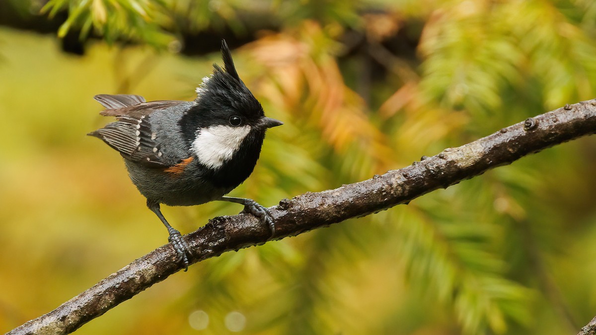 Coal Tit (Black-crested) - ML579100131