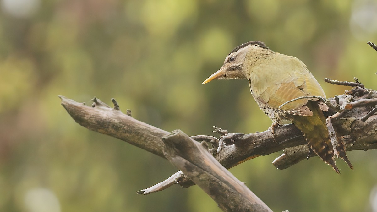 Scaly-bellied Woodpecker - ML579100161