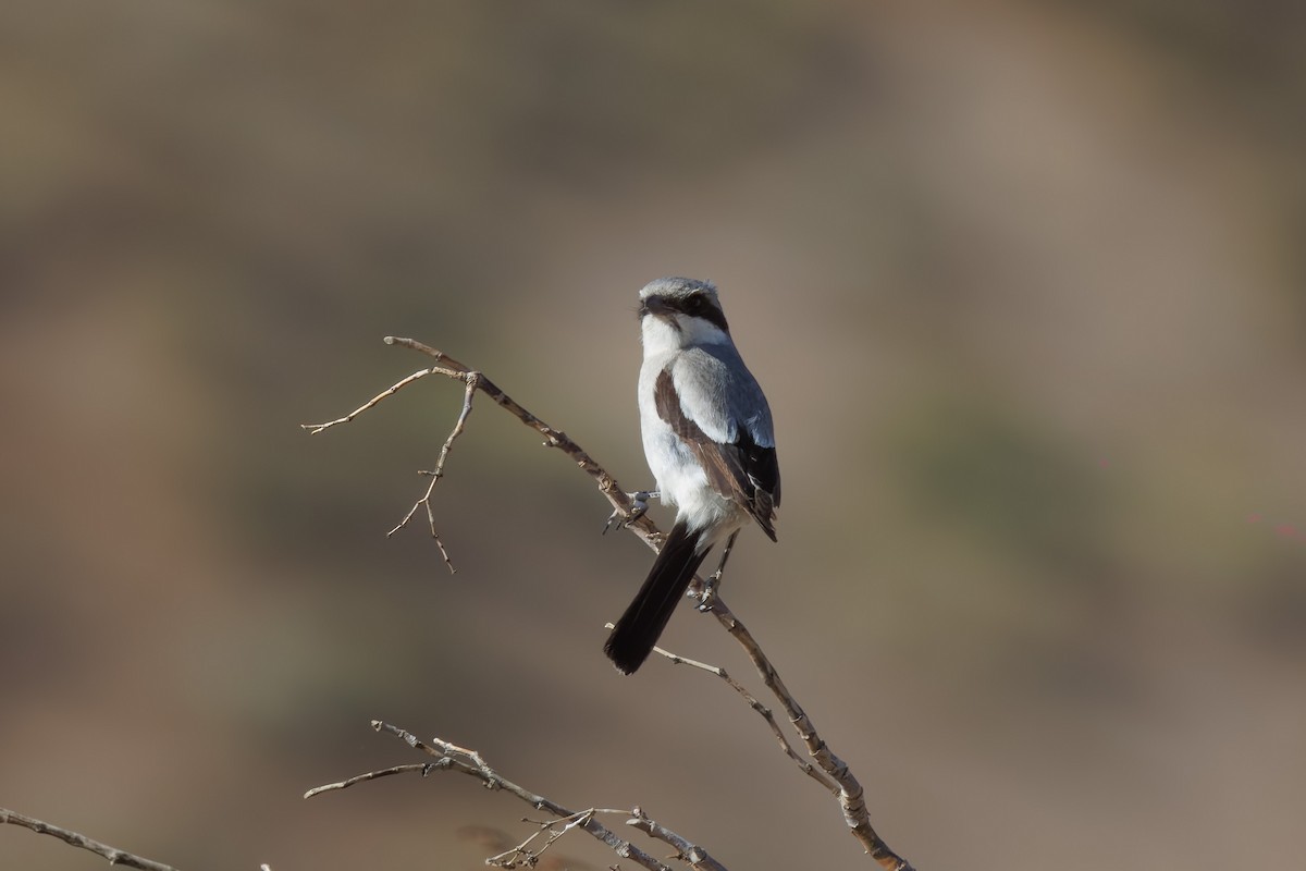 Pie-grièche migratrice - ML579100811