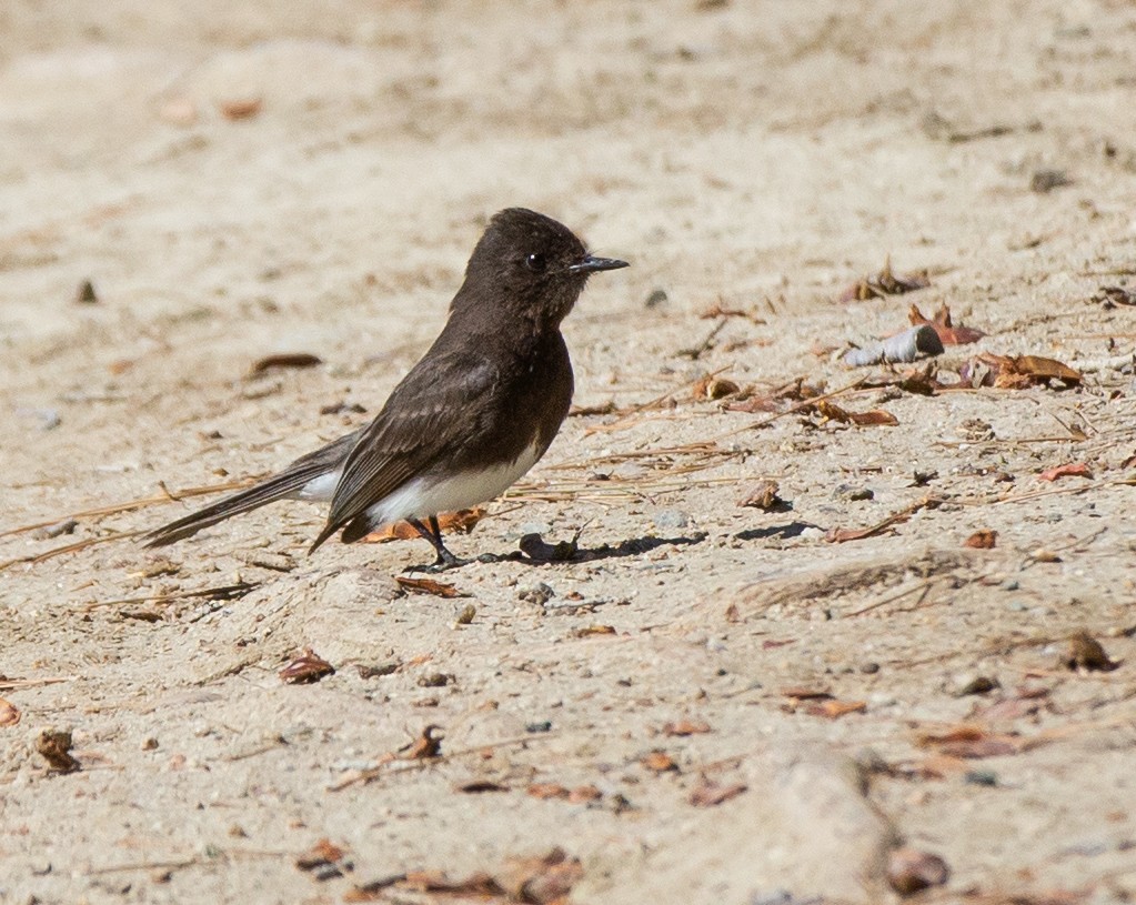 Black Phoebe - ML579100841