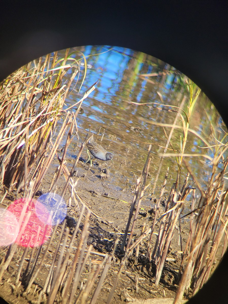 Australian Crake - ML579101341