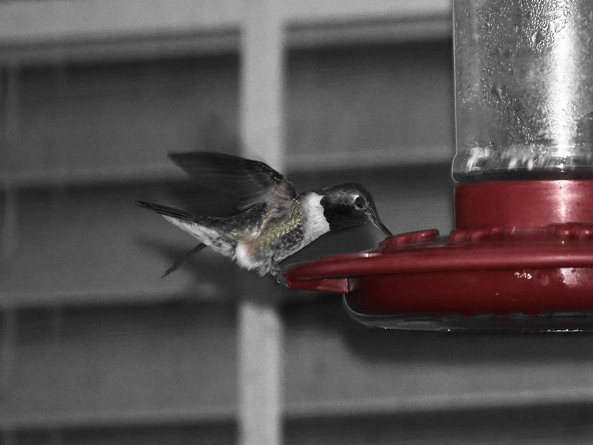Broad-tailed Hummingbird - ML579102301
