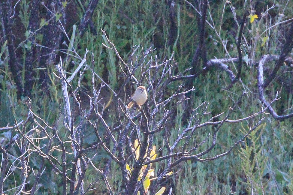 Rufous-crowned Sparrow - ML579103251