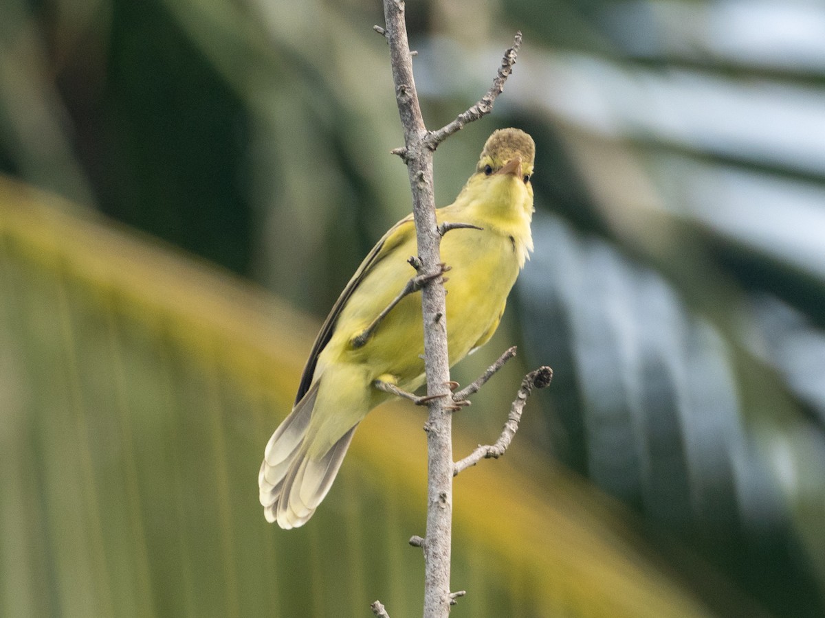 Northern Marquesan Reed Warbler - ML579103881