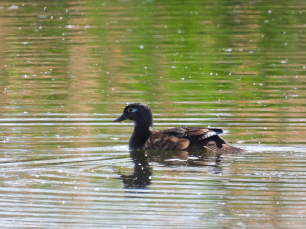 Wood Duck - ML579104121