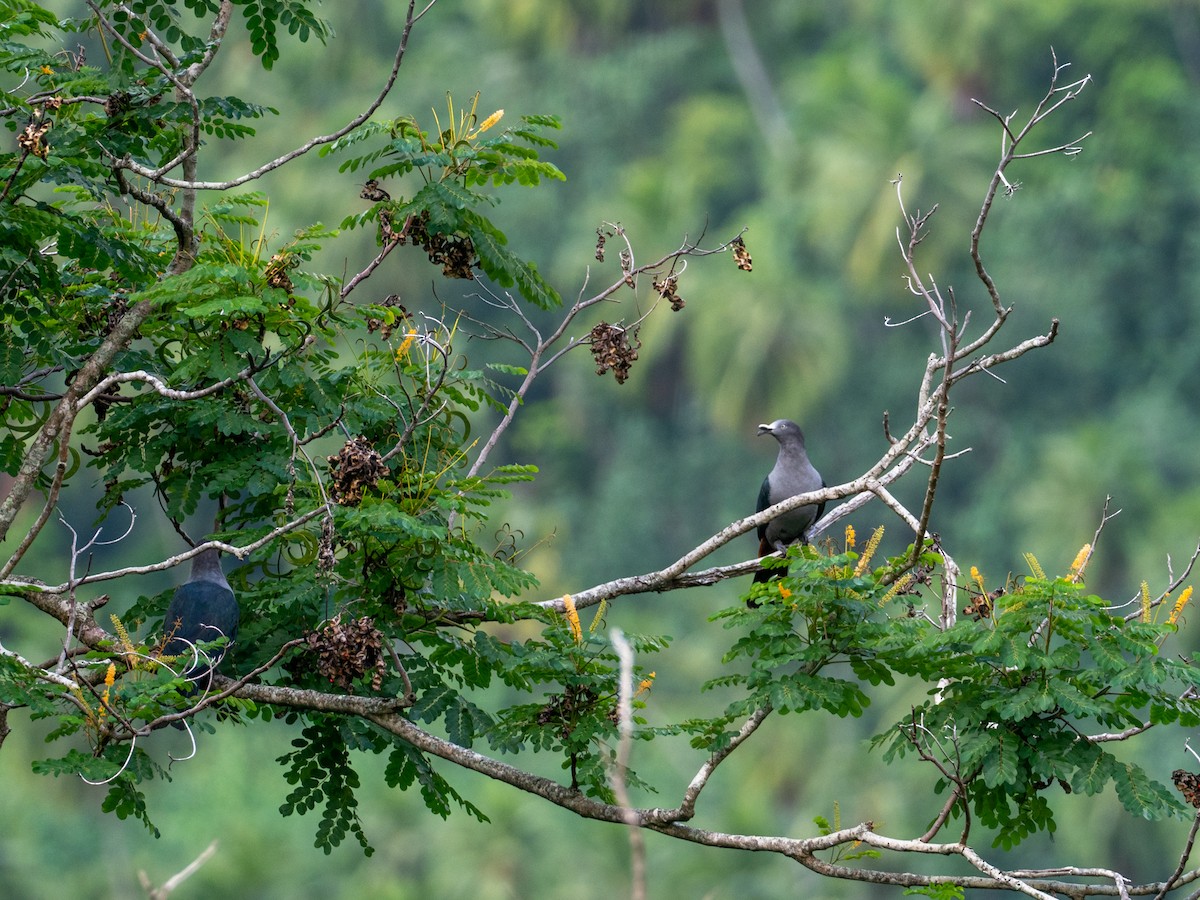 Nuku Hiva Imperial-Pigeon - ML579104131