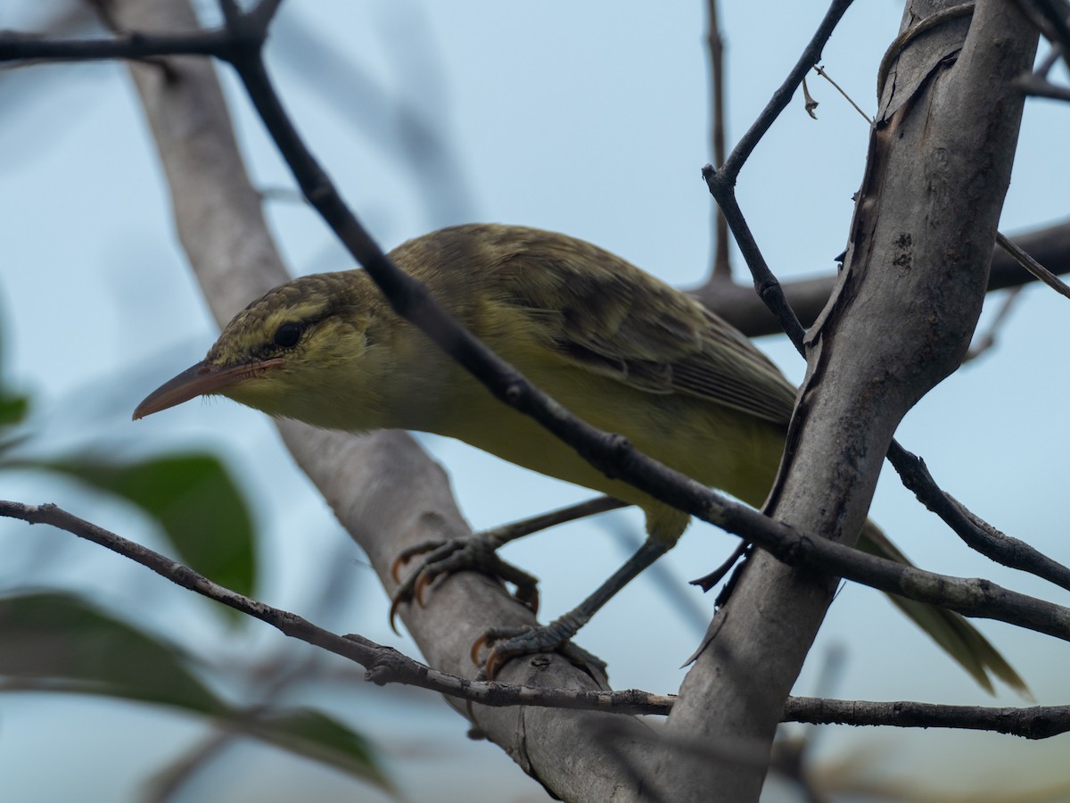 Northern Marquesan Reed Warbler - ML579104161