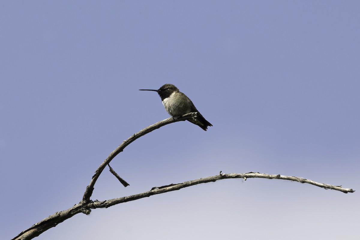 Black-chinned Hummingbird - ML579104271