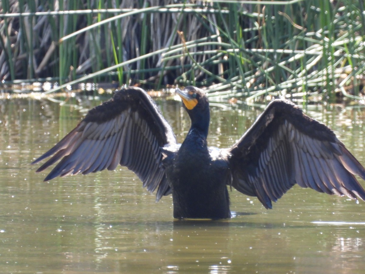 Double-crested Cormorant - ML579104321