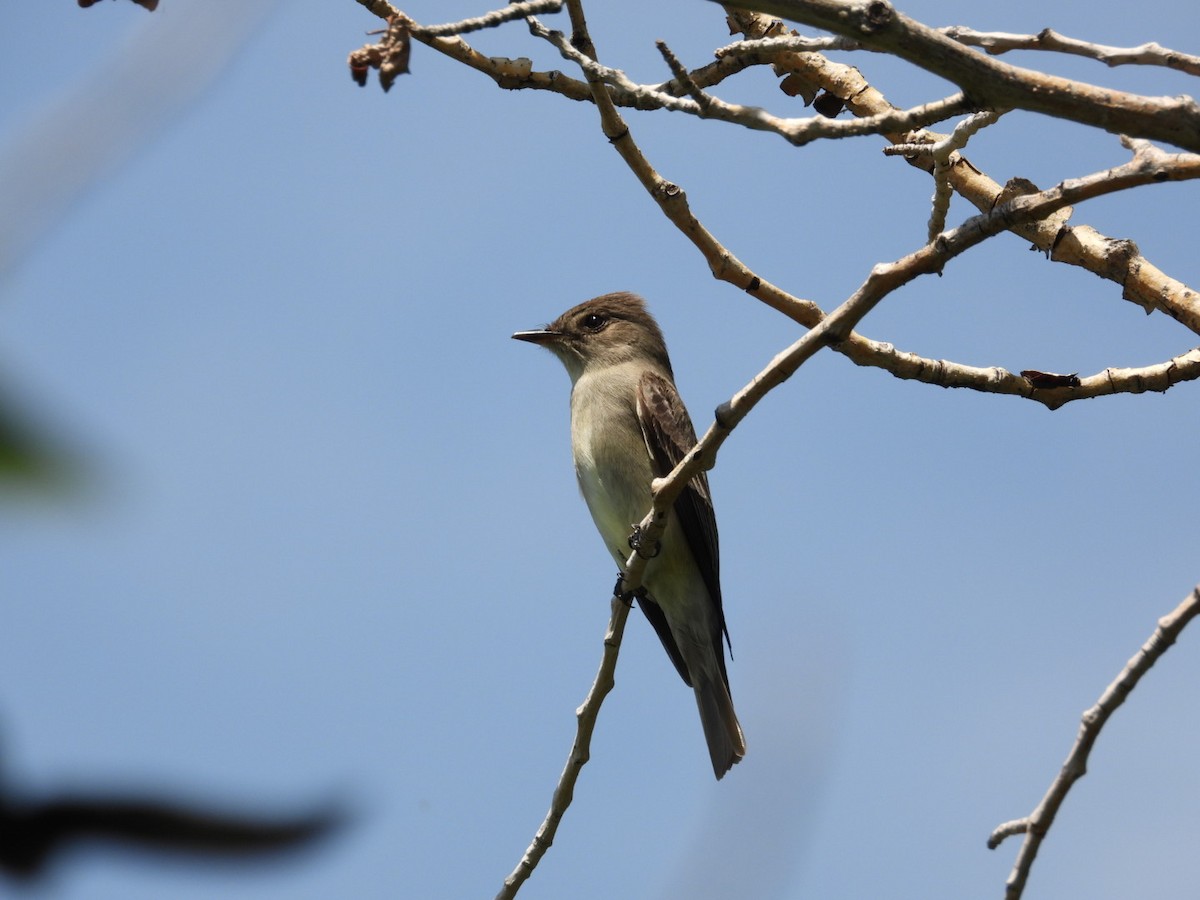 Western Wood-Pewee - ML579104401