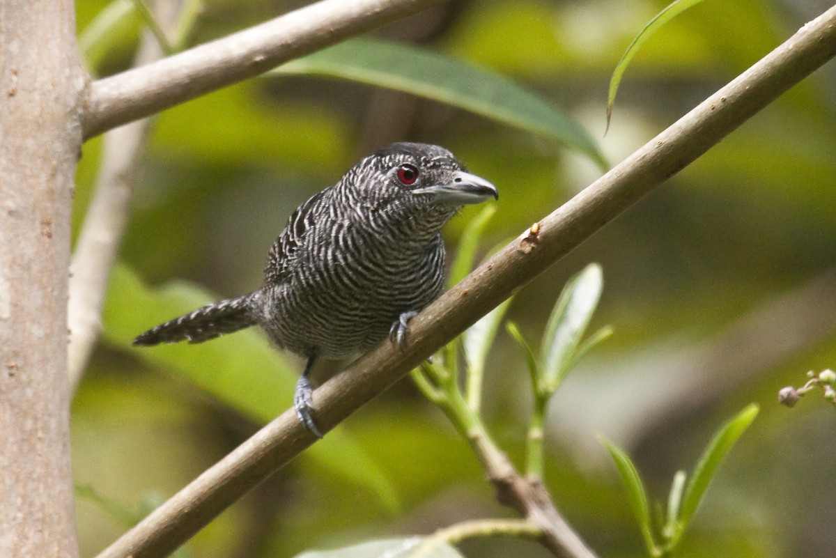 Fasciated Antshrike - Dušan Brinkhuizen