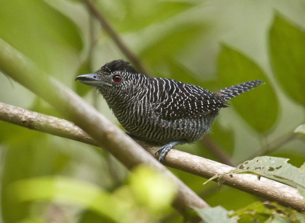 Fasciated Antshrike - Dušan Brinkhuizen