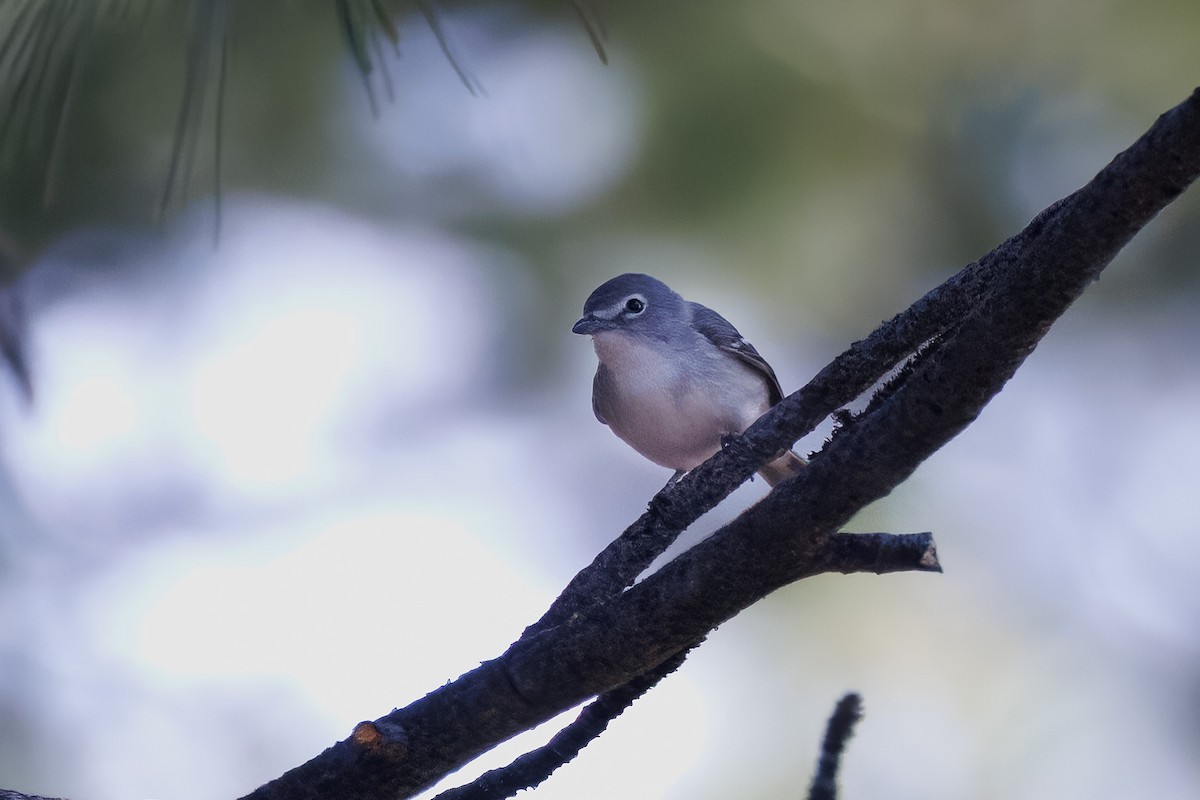 Plumbeous Vireo - ML579106251