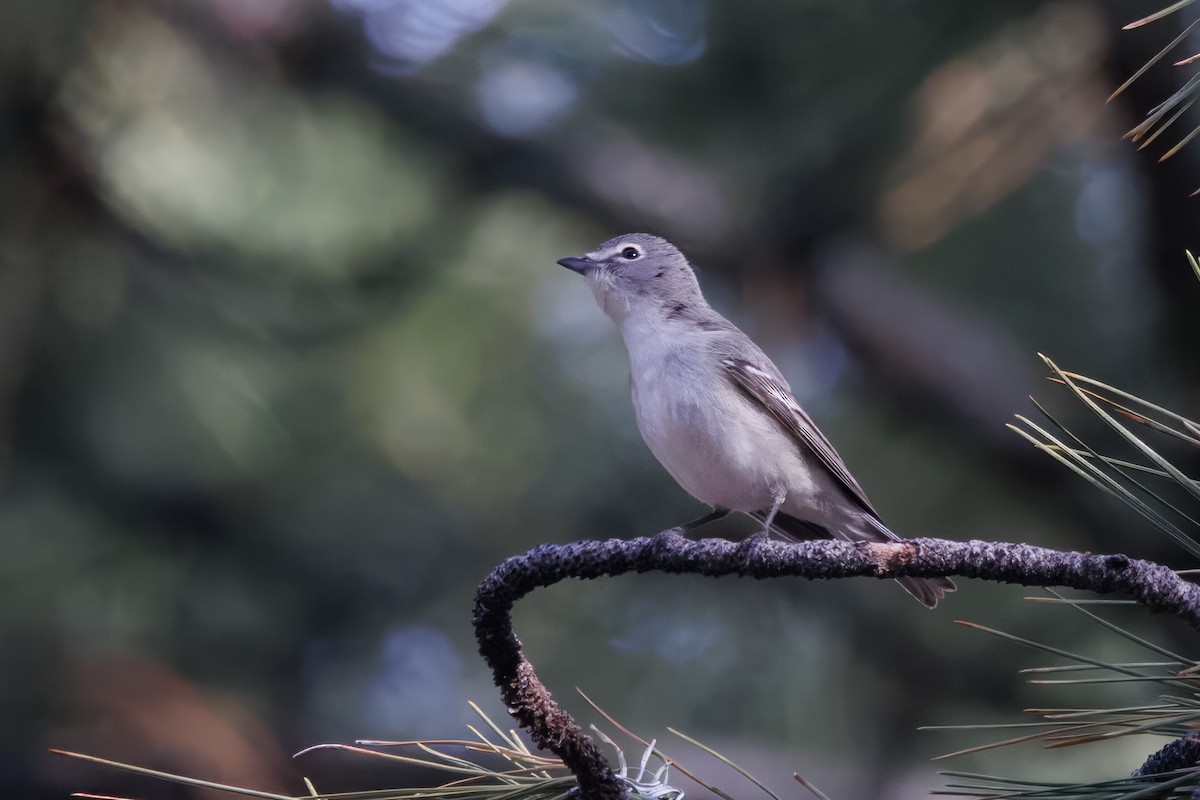 Plumbeous Vireo - ML579106341