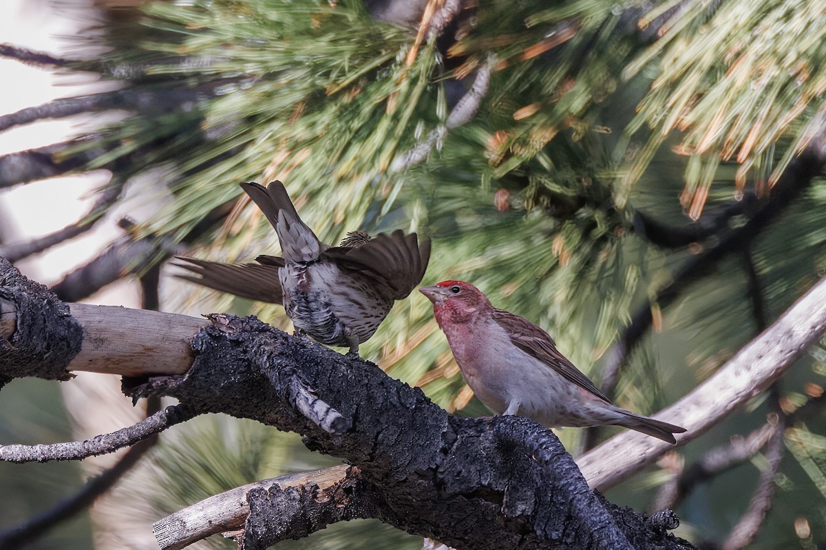 ズアカマシコ - ML579106641