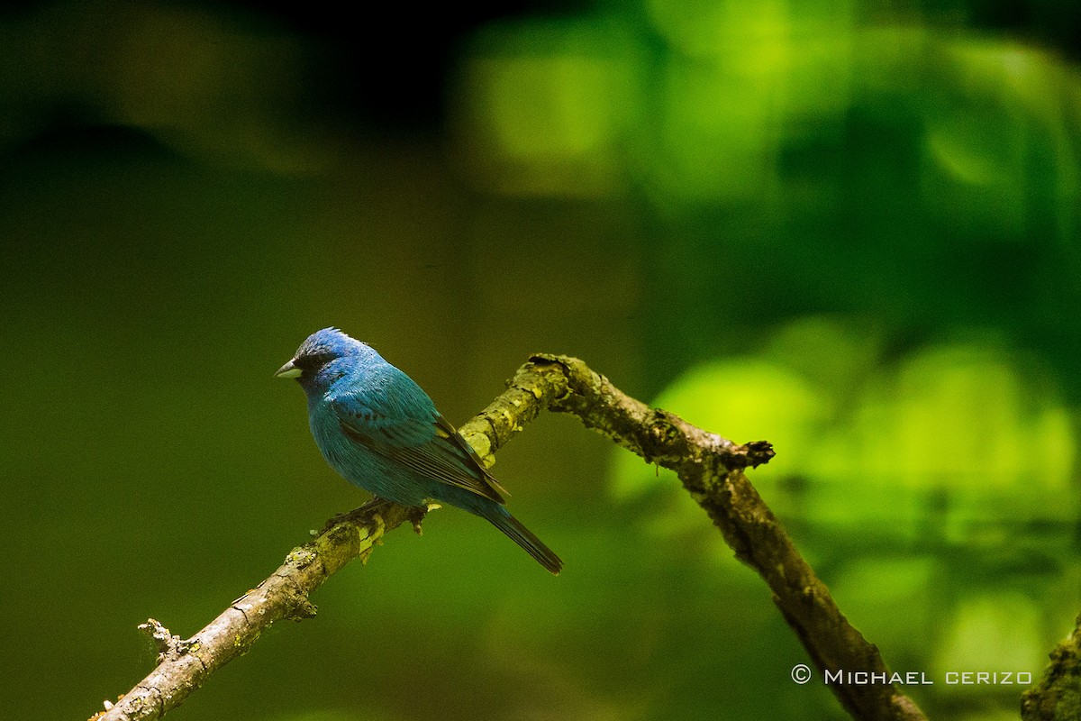 Indigo Bunting - ML57910671