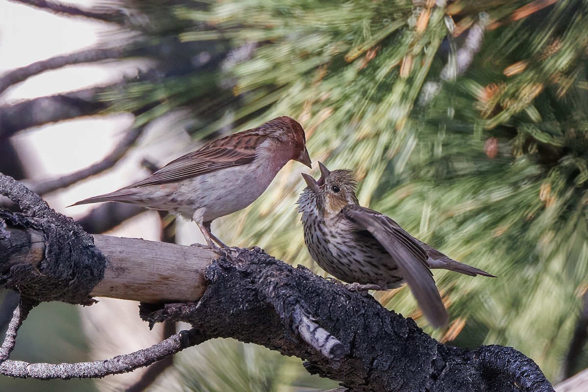 Cassin's Finch - ML579106741