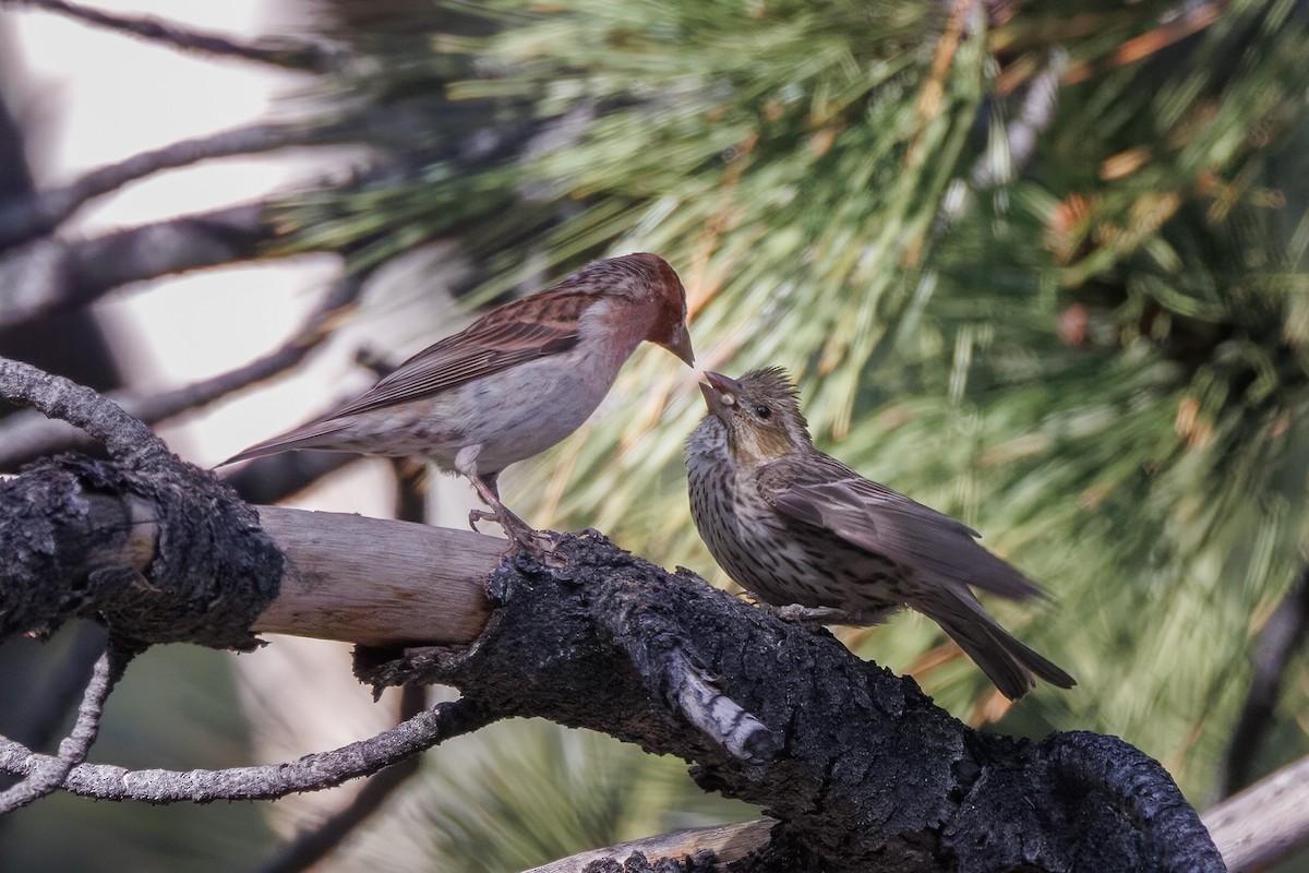 Cassin's Finch - ML579106821