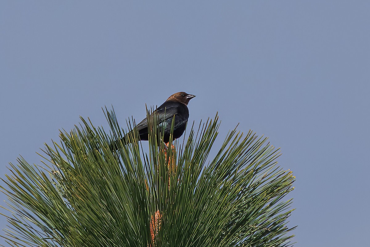 Brown-headed Cowbird - ML579106871