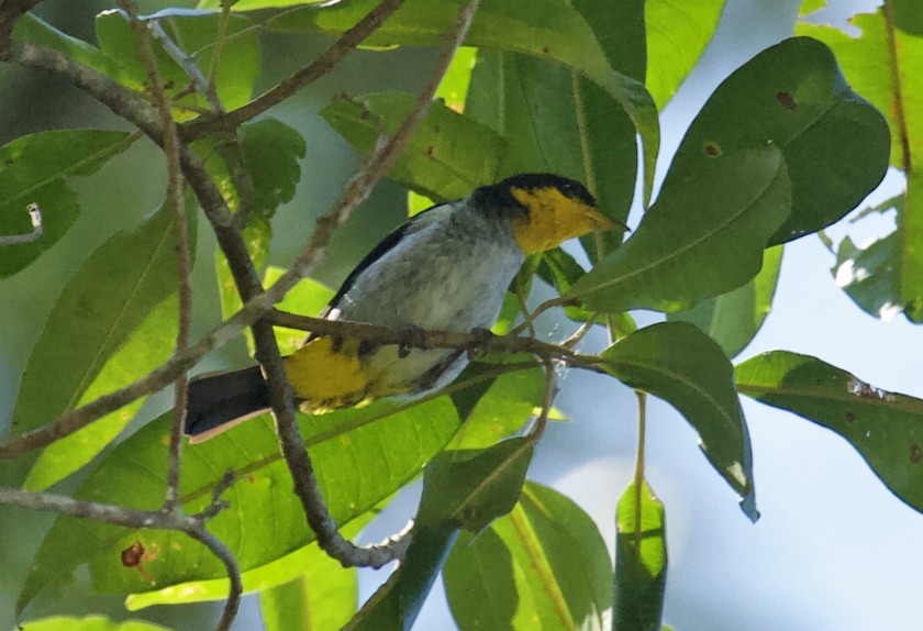 Yellow-backed Tanager - Dušan Brinkhuizen