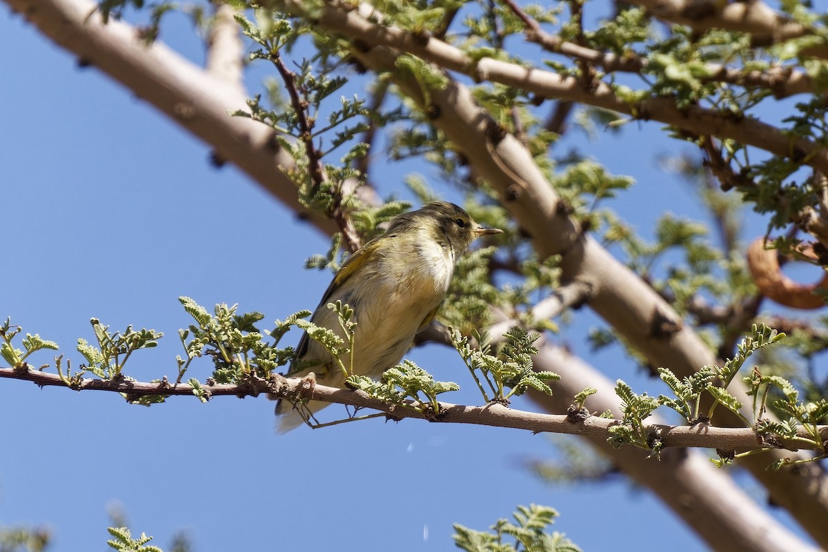 Melodious Warbler - Holger Teichmann