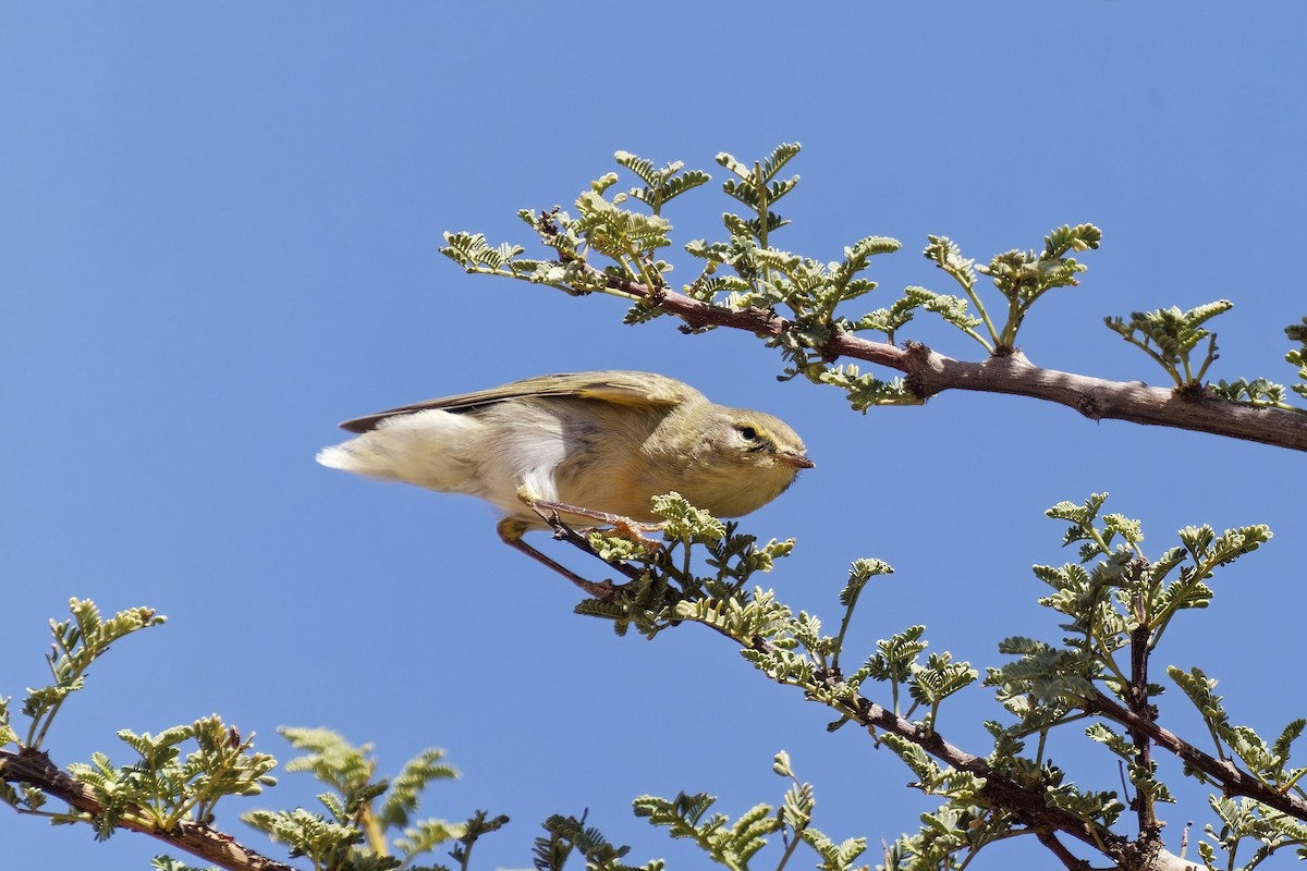 Melodious Warbler - ML579111571