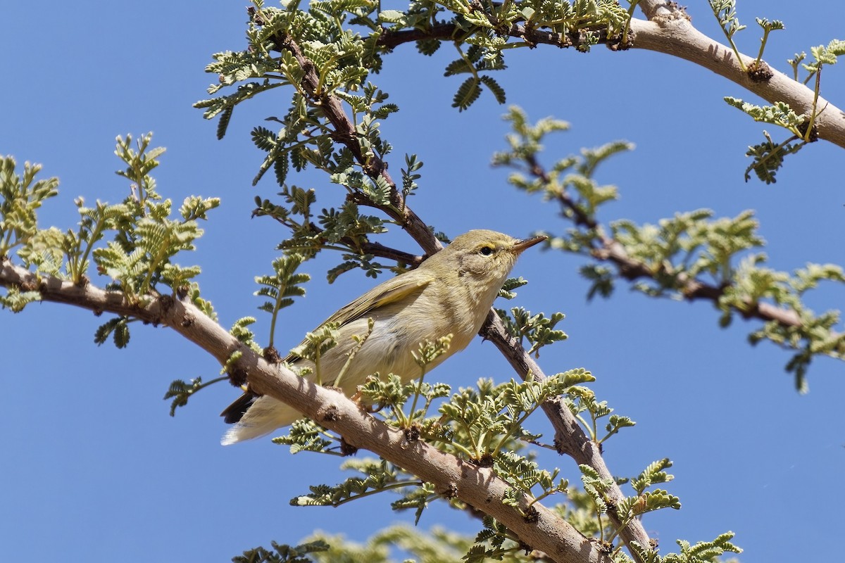 Melodious Warbler - ML579111591