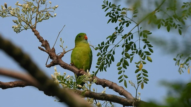 Vernal Hanging-Parrot - ML579112101