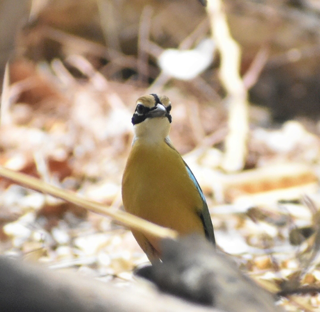 Indian Pitta - Dilip Savalia