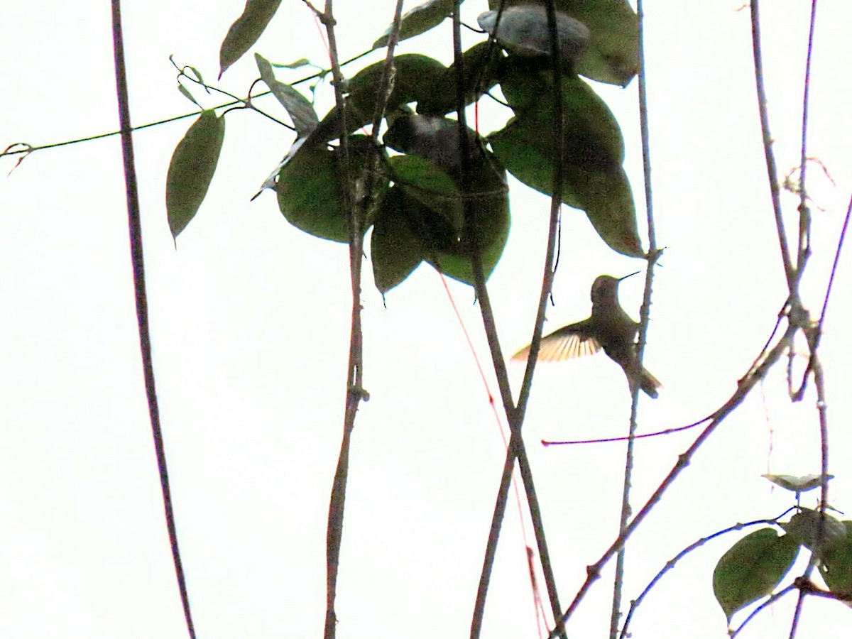 kolibřík bělohrdlý - ML579112541