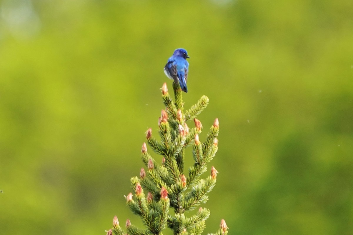 Blue-and-white Flycatcher - ML579112721