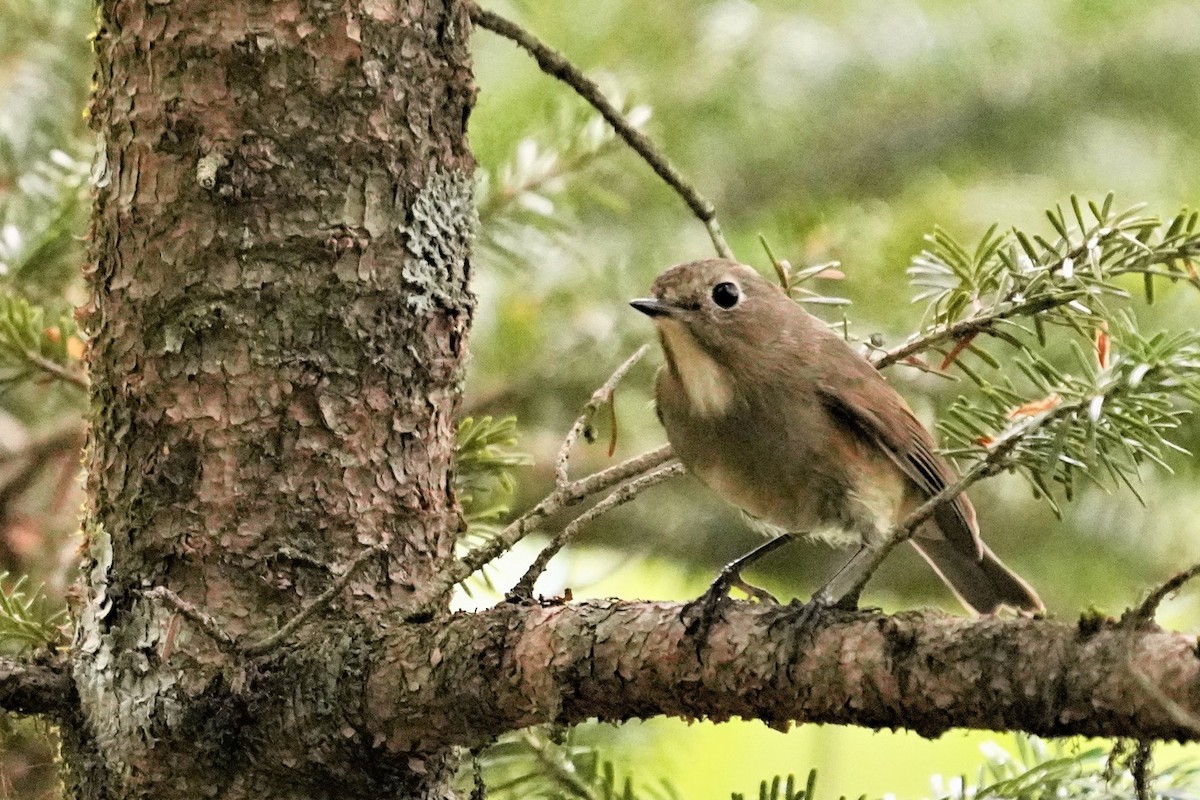 Red-flanked Bluetail - ML579112741