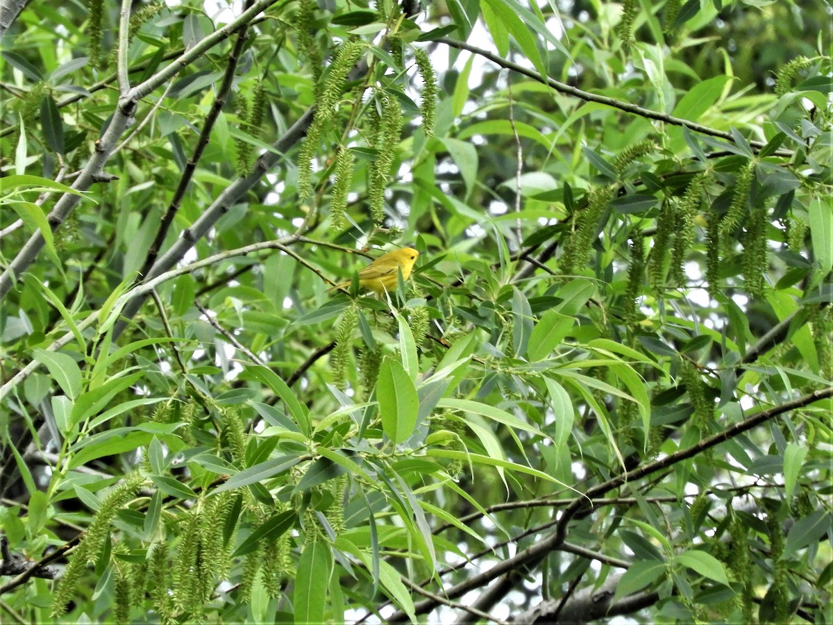 Yellow Warbler - ML579113001