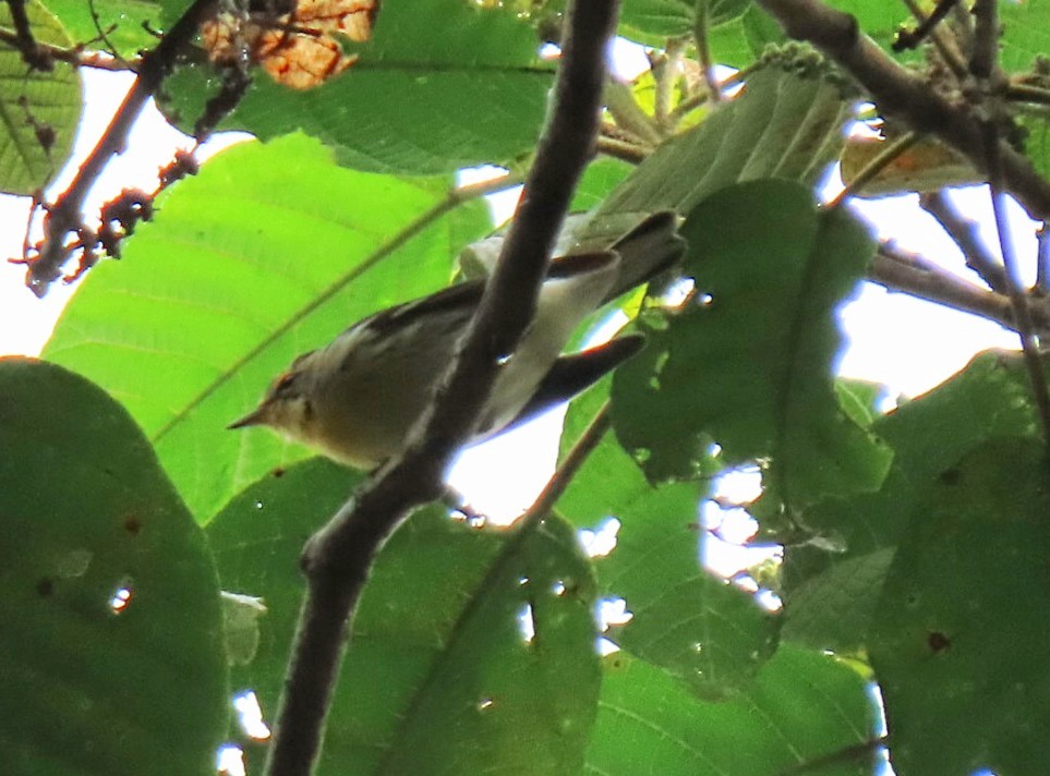 Bay-breasted Warbler - David Johnston-Monje