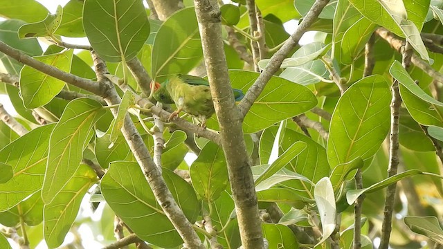 Vernal Hanging-Parrot - ML579116431