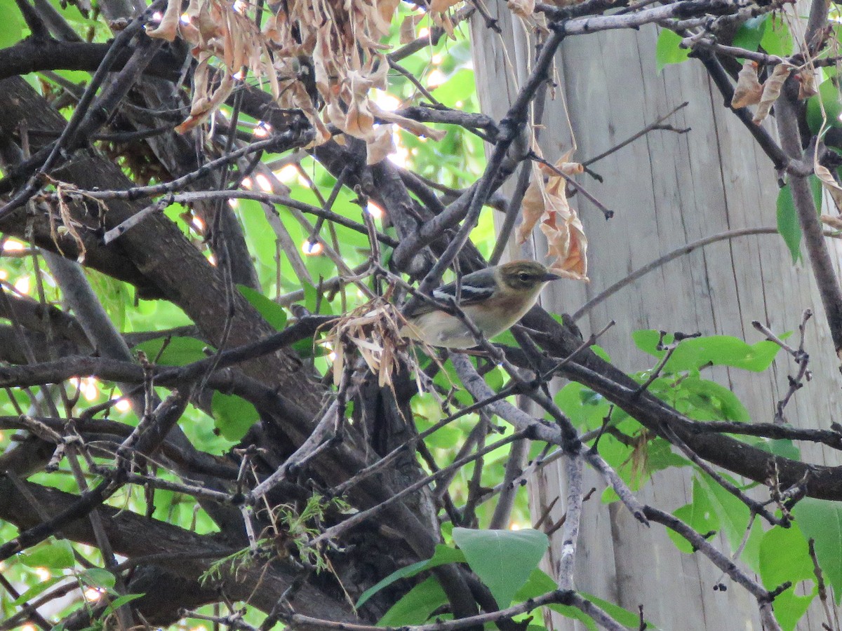 Bay-breasted Warbler - ML579118071