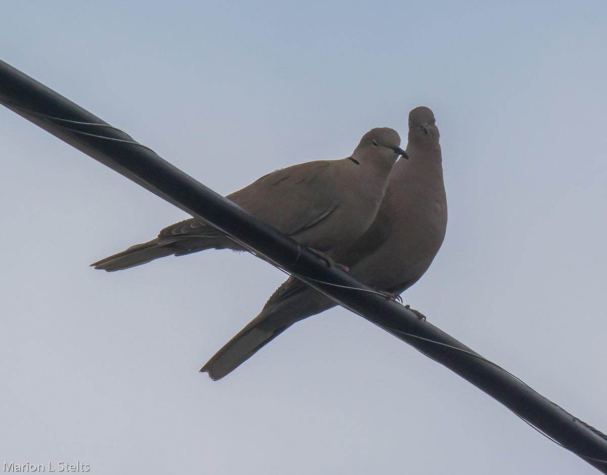 Eurasian Collared-Dove - Marion Stelts
