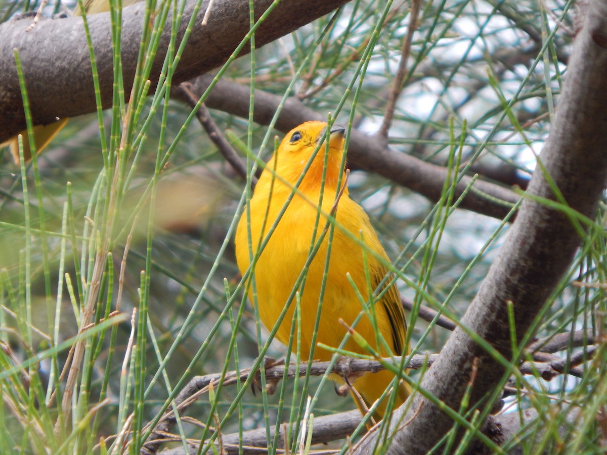 Saffron Finch - ML579119841