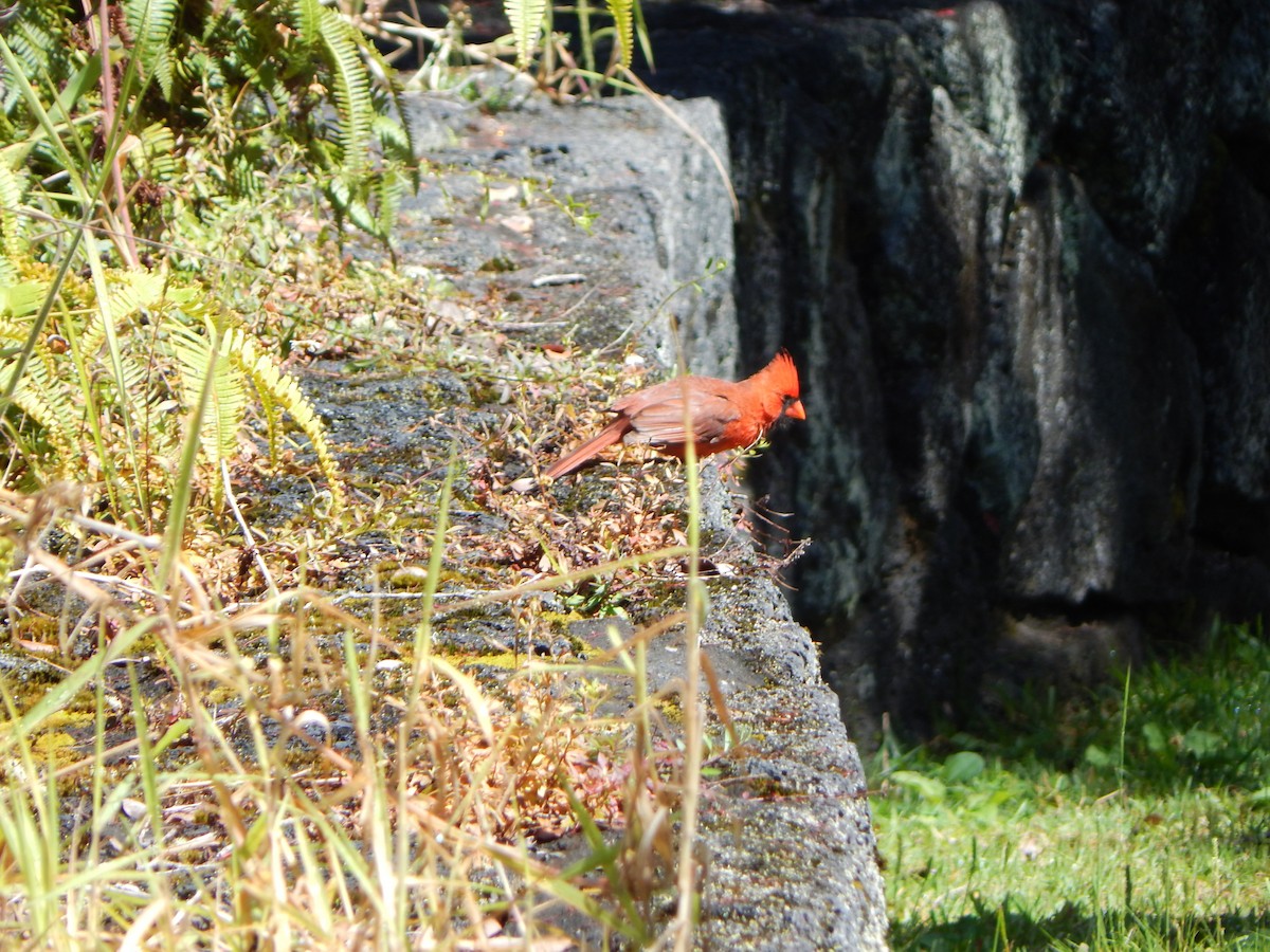 Northern Cardinal - ML579120101