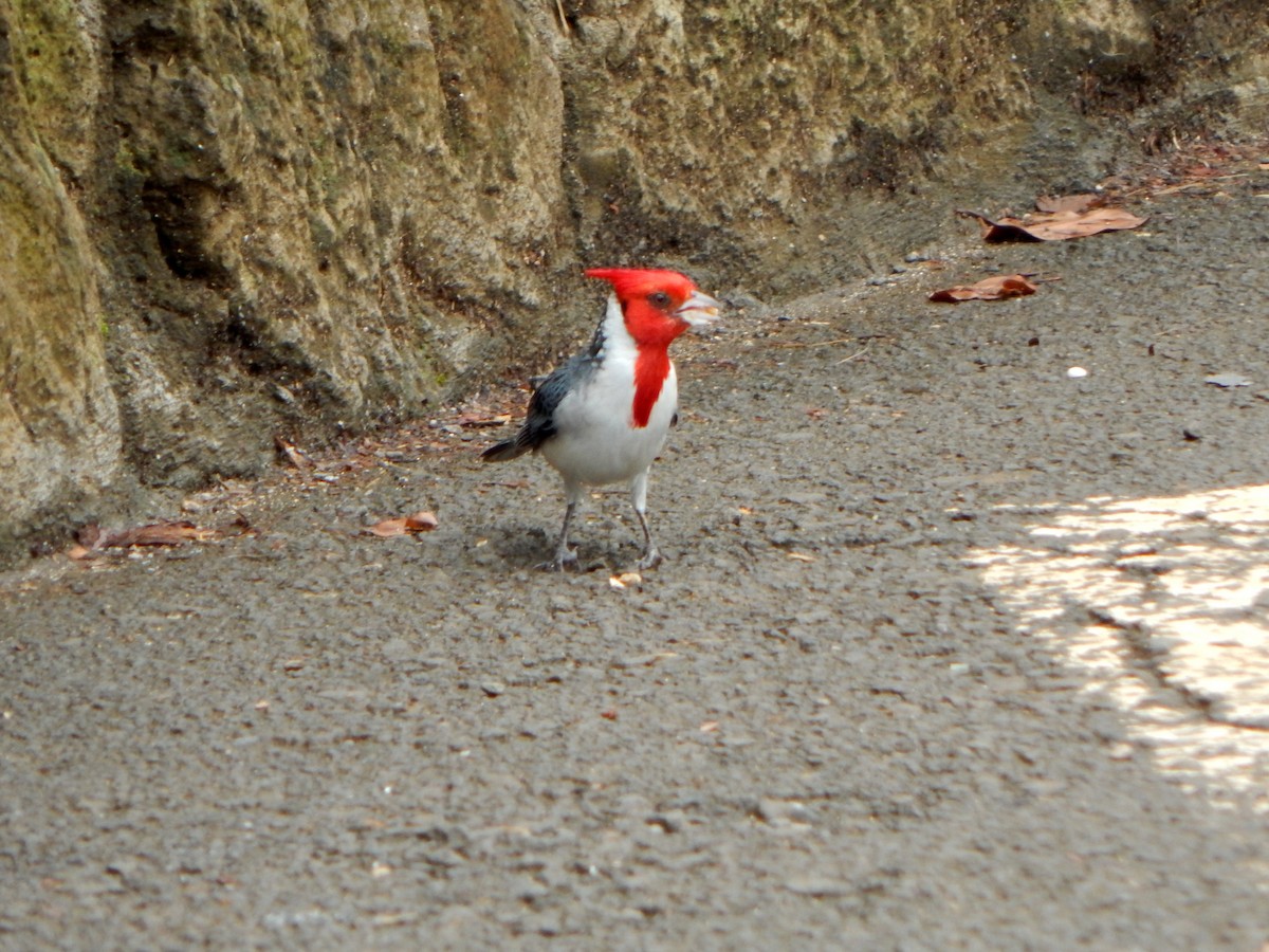 Red-crested Cardinal - ML579120291
